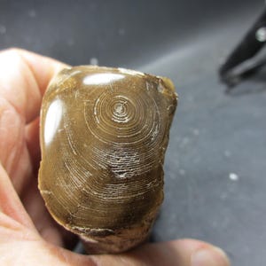 May include: A close-up of a brown, irregularly shaped stone. The stone's surface features a prominent, concentric circular pattern, resembling growth rings. The stone is held in a person's hand, with the background out of focus.