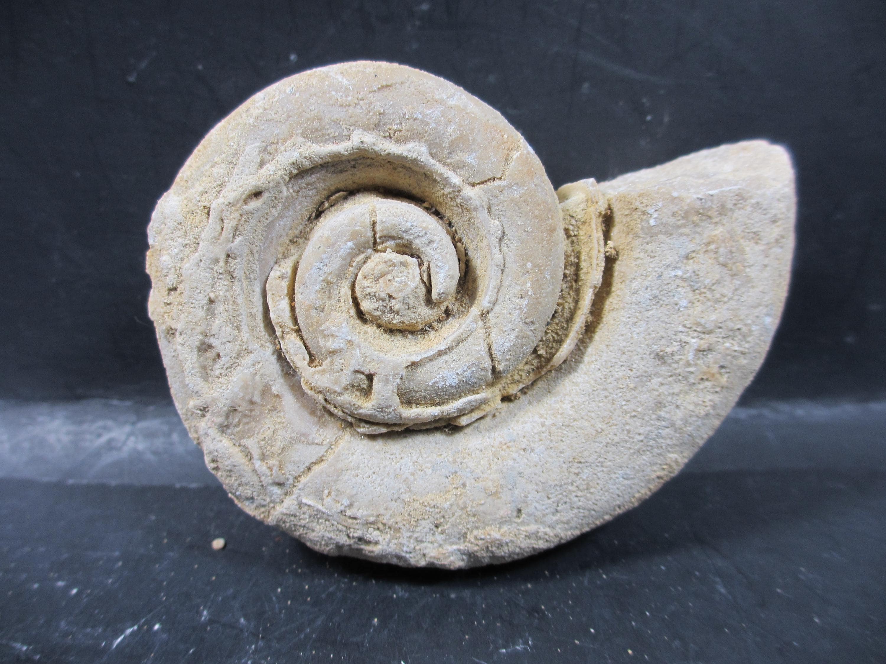 Gastropod fossils - Etsy 日本