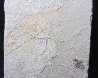 Fossil Brittle Starfish, Large, Upper Cretaceous, Geocoma libanotica, Hjoula, Lebanon. Excellent Preservation