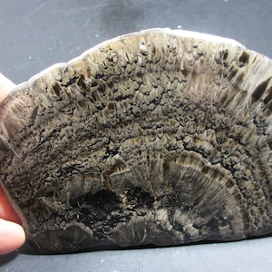 May include: A natural stone specimen with a distinctive, textured pattern. The stone displays a mix of dark brown, black, and tan colours, with a layered, fan-like design. The surface has a rough, organic texture, showcasing the stone's natural beauty.