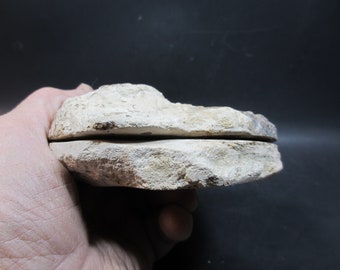磨かれたアンモナイトのペア、Mammites nodosides、鏡面研磨