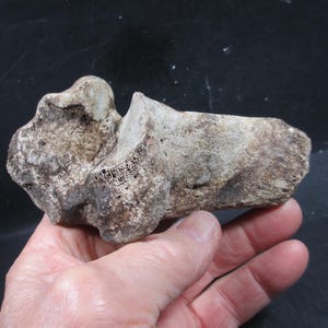 Pode incluir: Um fragmento de osso fossilizado e desgastado, com uma superfície rugosa e texturizada. O osso apresenta uma mistura de tons castanhos claros e escuros, com estruturas porosas visíveis. O objeto é segurado em uma mão contra um fundo escuro.