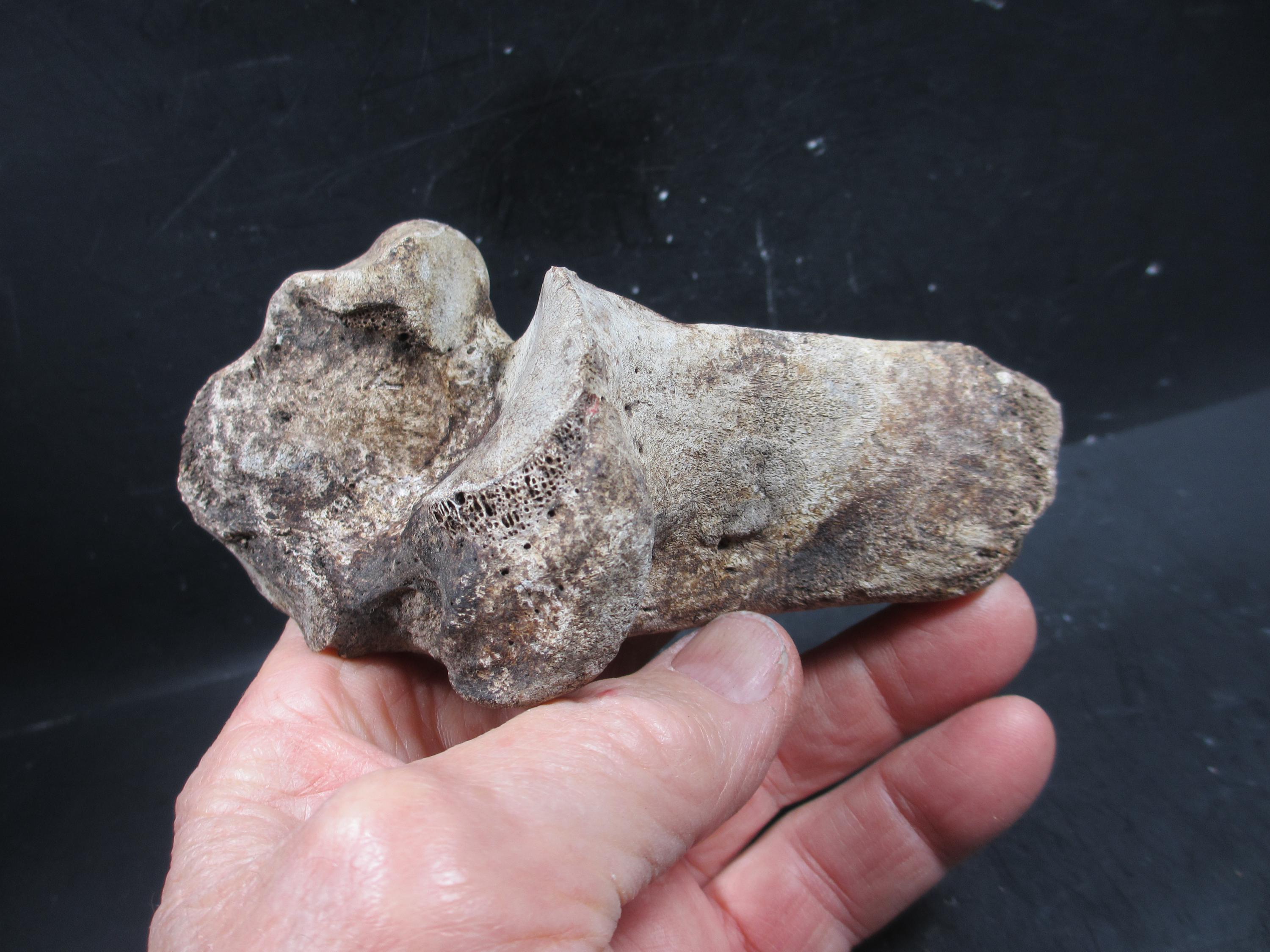Occidental First Bone Spring Pleistocene Bison Calcaneum Bone, Complete, Bonner Springs, Kansas - Etsy