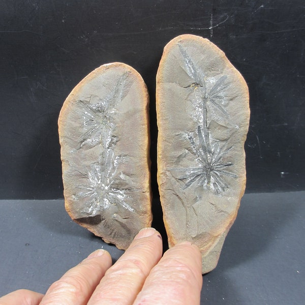 Mazon Creek Pit 11 Fossil Concretion containing 2 attached Leaf Whorls of Annularia radiata, Display Pair, Pennsylvanian/Carboniferous