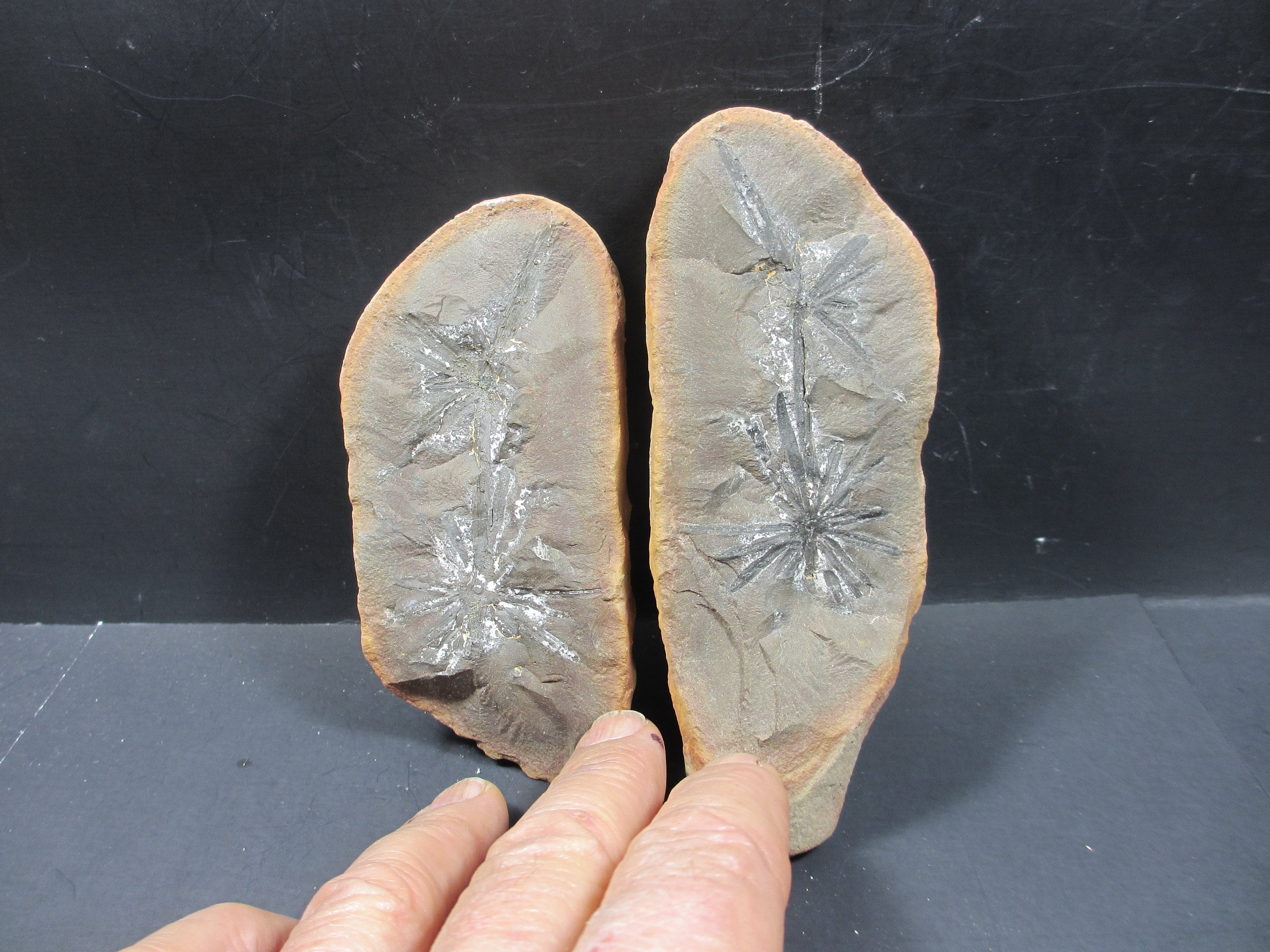 Annularia Radiata