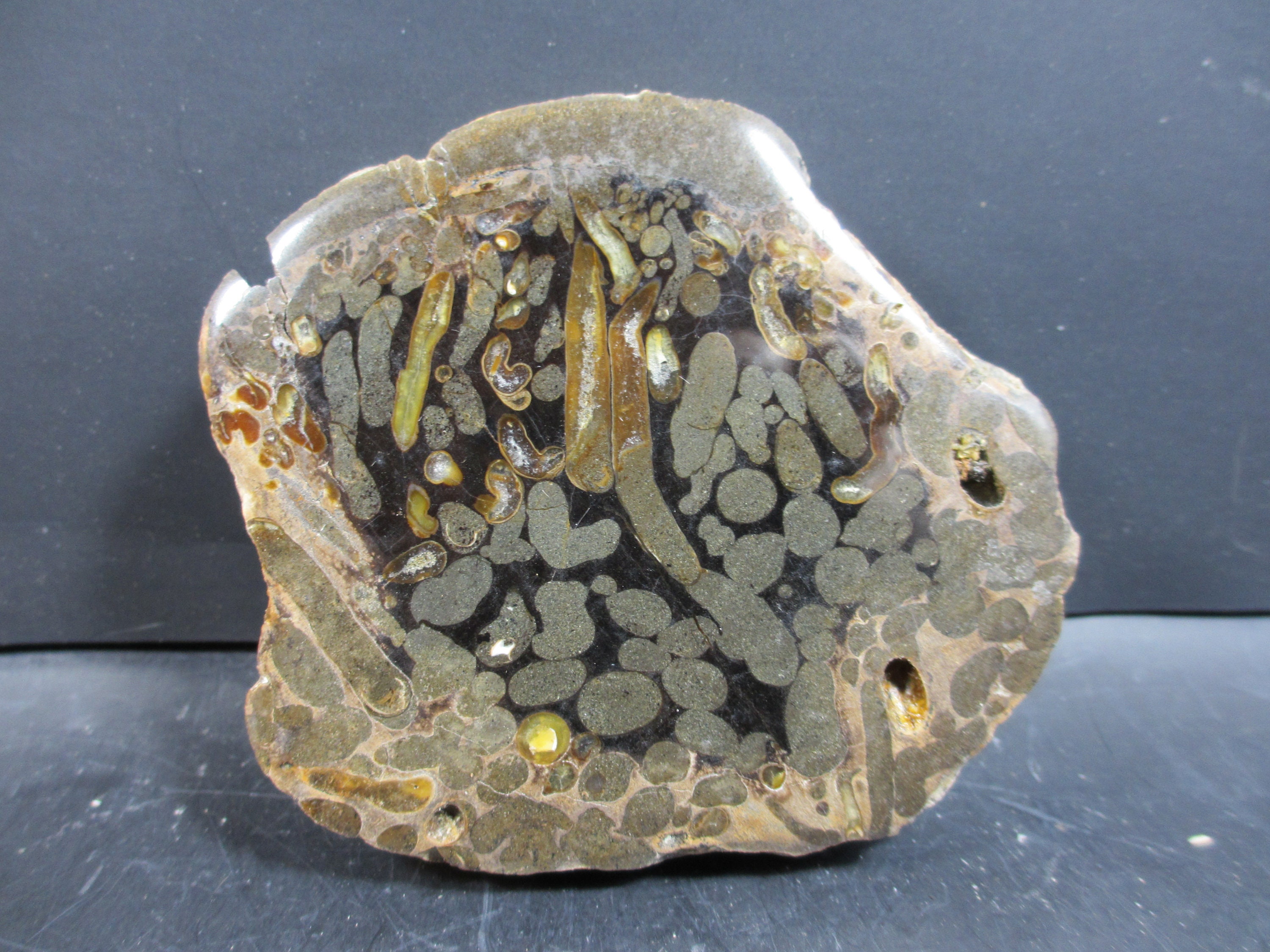 Trerido Teredo Petrified Wood