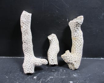 レバノン産の詳細な化石魚、アルミガトゥス・ブレヴィシムス、白亜紀の