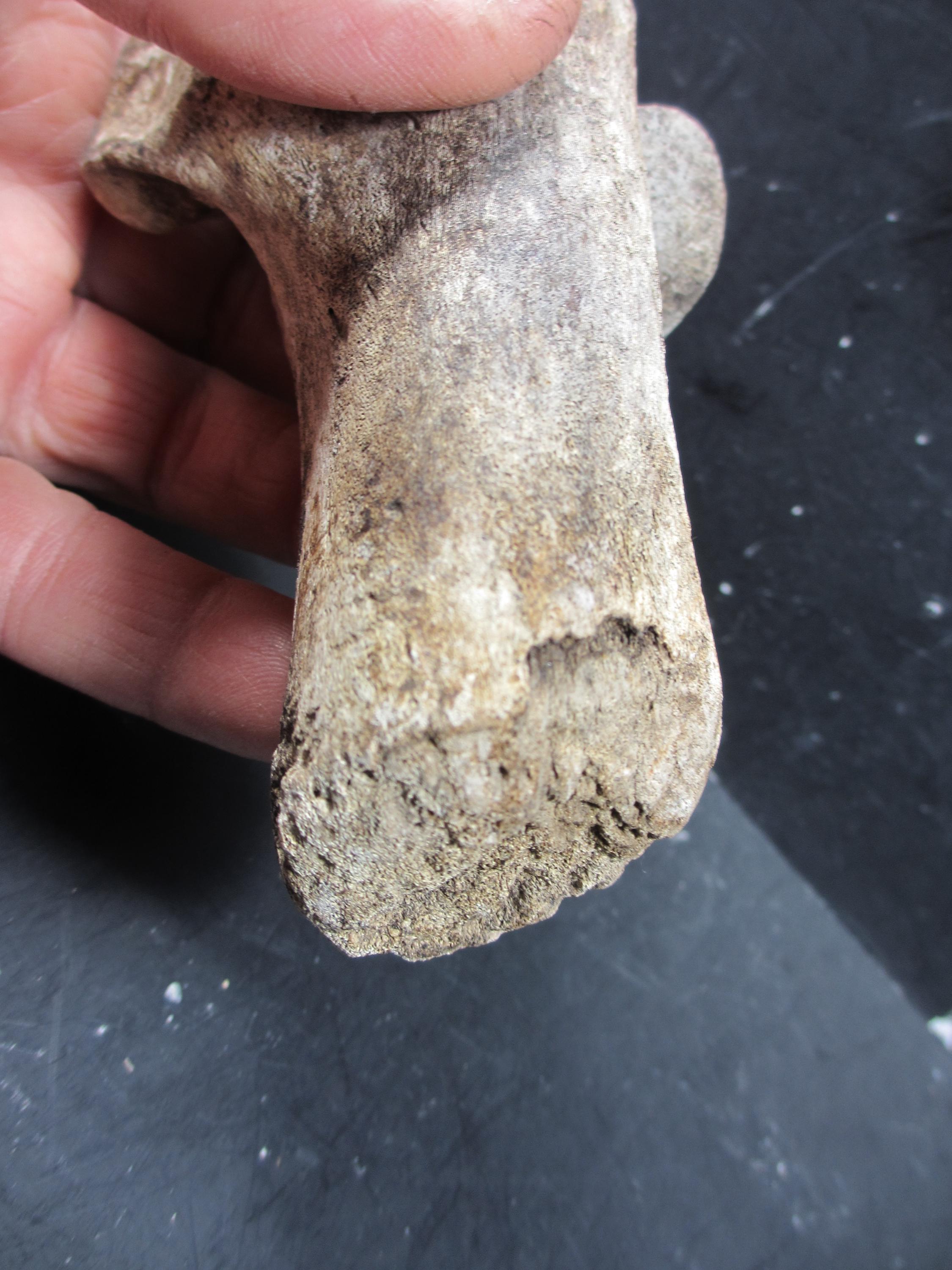Occidental First Bone Spring Pleistocene Bison Calcaneum Bone, Complete, Bonner Springs, Kansas - Etsy