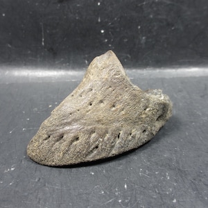 Núcleo completo de casco fossilizado de bisão do Pleistoceno, Bonner Springs, Kansas