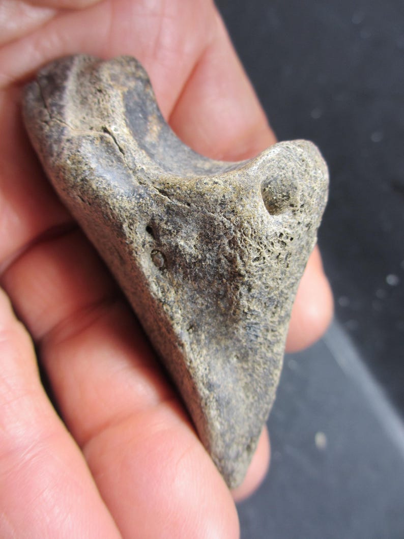 Triangular Fossils Pleistocene Bison Fossil Hoof Core, Complete, Bonner Springs, Kansas - Etsy