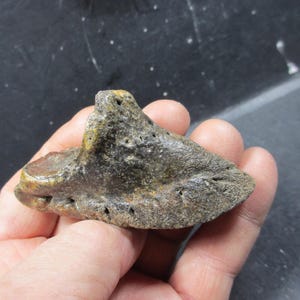 Núcleo completo de casco fossilizado de bisão do Pleistoceno, Bonner Springs, Kansas