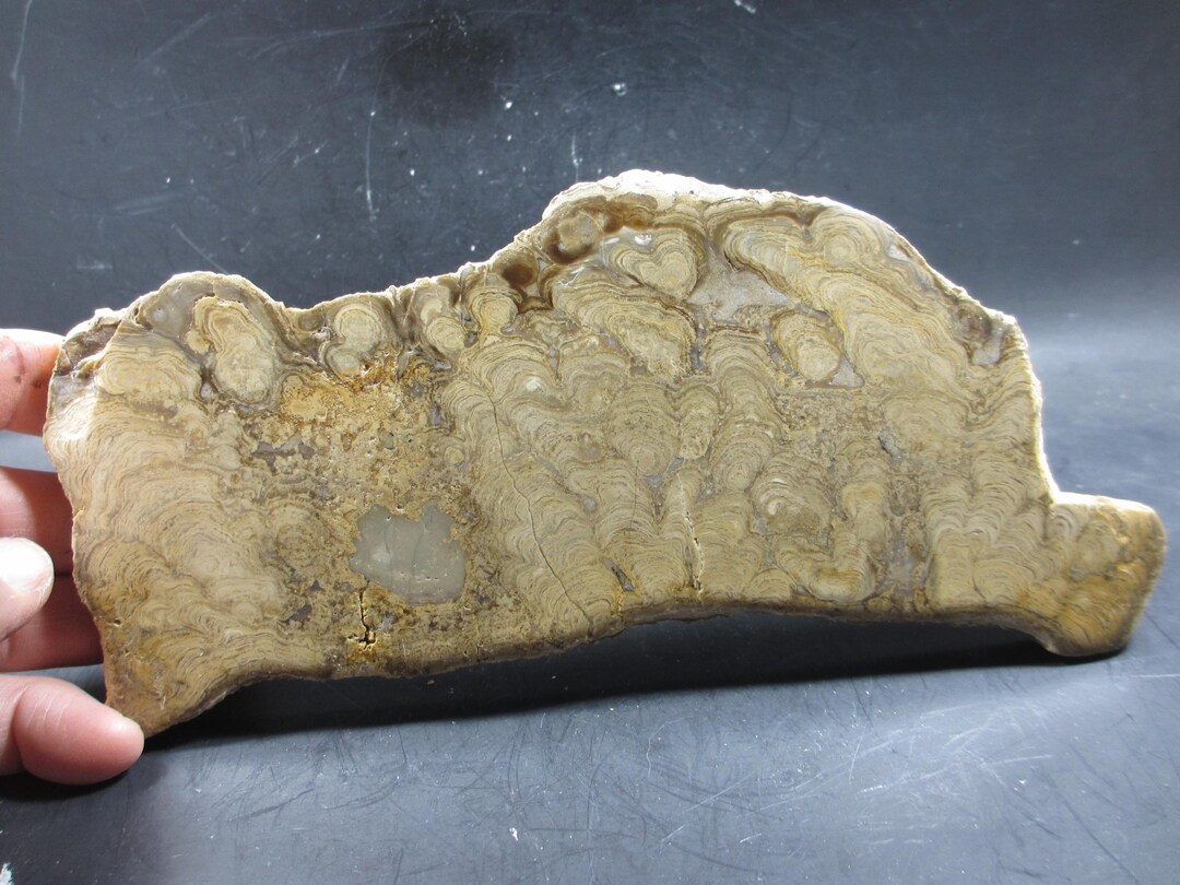 Rare Digitate Stromatolite, MIRROR POLISH, Eocene, Flagstaff Limestone ...