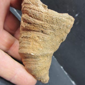 Large Horn Coral, Silica Replaced, Devonian, Western Sahara, Morocco