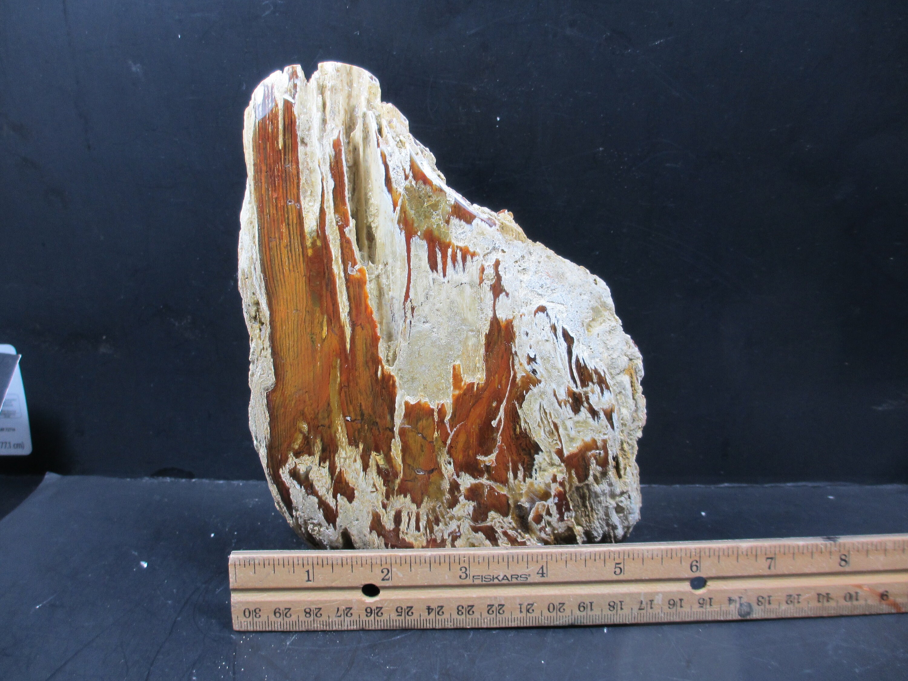 Canyon Petrified Stone 15 Lbs of Small and Medium Size Mix Case