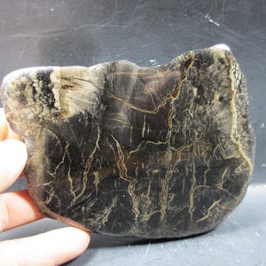 May include: A dark, irregularly shaped stone with a polished surface. The stone is mainly black with intricate patterns of light brown and tan veining throughout. The edges are rough and uneven, and the overall shape is organic.