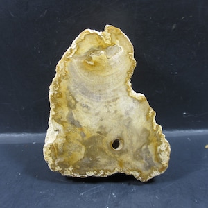 May include: A fossilized piece of petrified wood with a light brown and yellow color. The wood has a natural, irregular shape and a hole in the center.