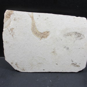 Fossil Fish, Dinosaur Age, Late Jurassic, Lycoptera davidi, Excellent Fish, Yixian Formation, nr. Liaoning, China