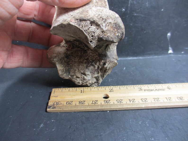 Pleistocene Bison Calcaneum Bone, Complete, Bonner Springs, Kansas - Etsy