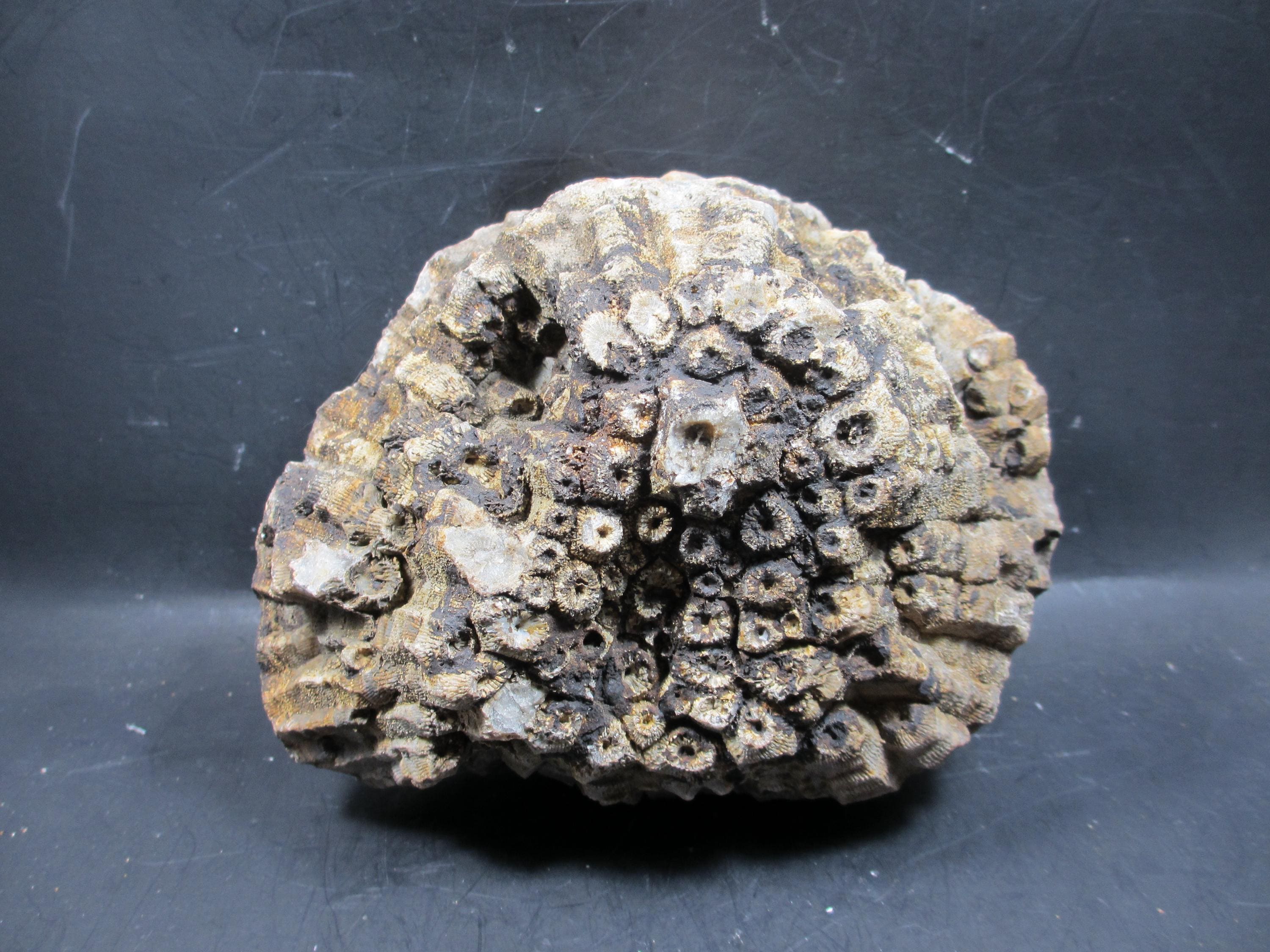 Agatized Coral,fossil Coral, Agate Replaced, , Fine Details