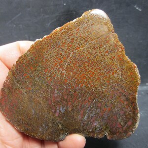 May include: A piece of fossilized dinosaur bone with a distinctive pattern. The bone fragment displays a reddish-brown color with a network of lighter-colored lines, creating a unique textured appearance. The fossil is held in a hand.