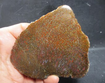 Hueso de dinosaurio pulido a espejo, ¡rojo gema fina!, Jurásico, Formación Morrison, Colorado