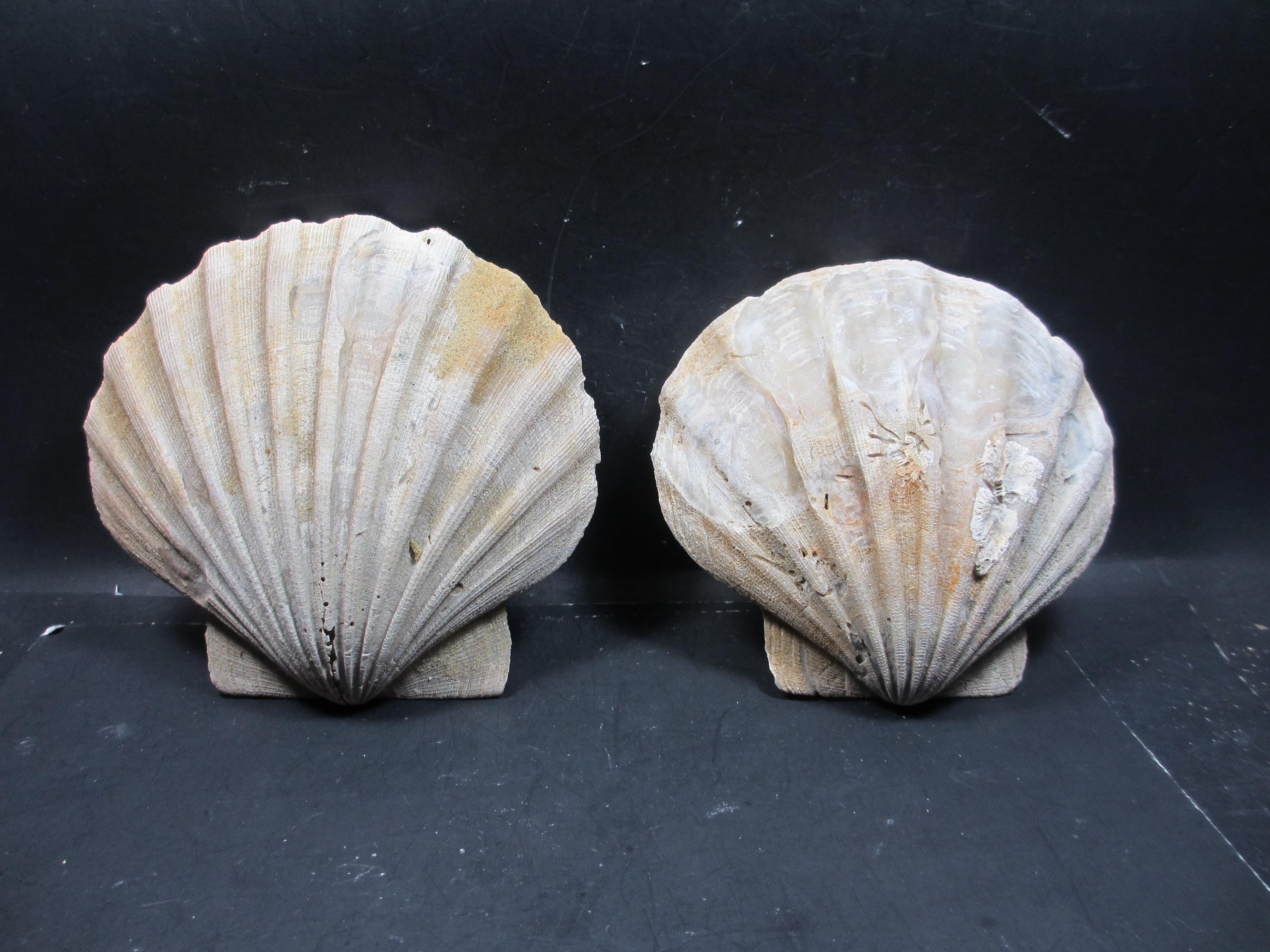 Chesapecten Jeffersonius Fossil Scallop(2 Specimens) Shells