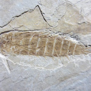 Giant Mayfly Larvae, Insect, Dinosaur Age, Late Jurassic, Yixian Fm., Beipiao City, Liaoning Province, China, Fine Quality, Ephemeropsis sp.