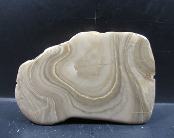 化石アンモナイト、モルトノセラス属、上部白亜紀、ダッククリーク層