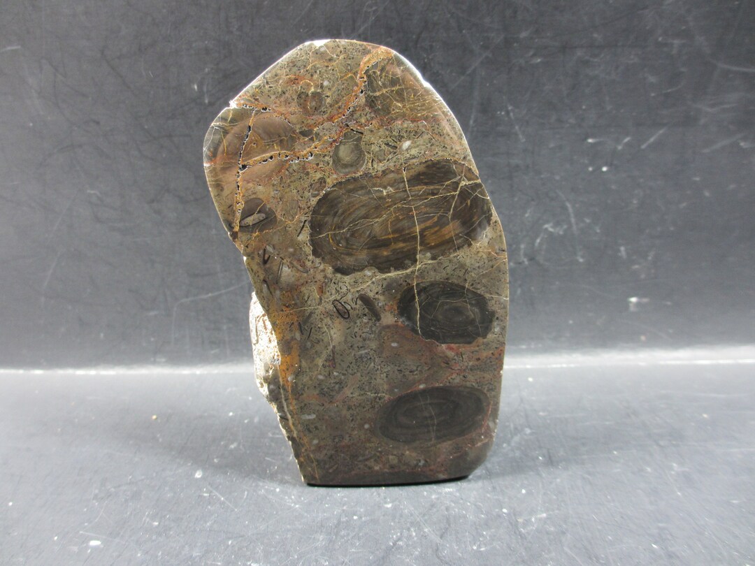 Oncoliths Fossil Stromatolite Oncolites, Girvanella, Mirror Polish, Lower ...