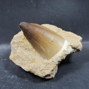Fossil Mosasaur Tooth, Exceptional Tooth, 100% Natural tooth in Natural Matrix,  2 inch, Mosasaurus beaugei, Late Cretaceous, Morocco