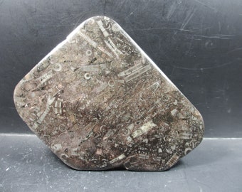 Crinoidal Limestone, Crinoid coquina, Great Contrast, Scyphocrinites sp, Silurian, Djebel Issoumour, Morocco, MIRROR POLISHED, Fine Details