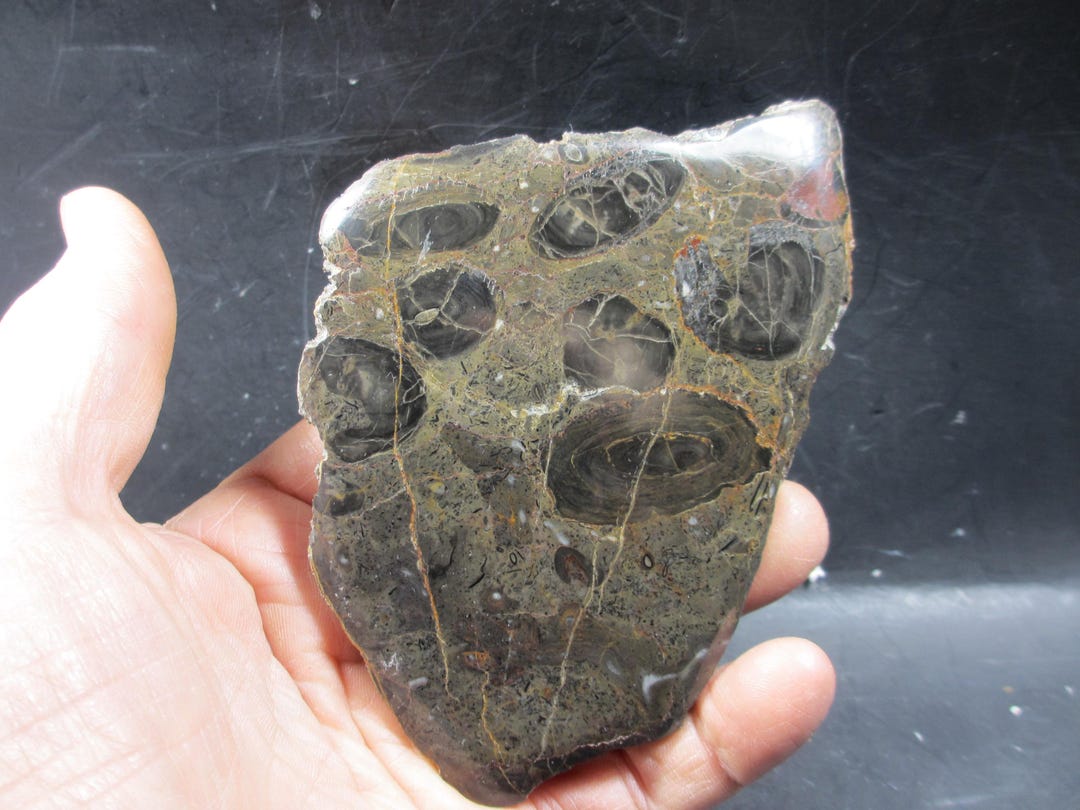 Oncoliths Fossil Stromatolite Oncolites, Girvanella, MIRROR POLISHED, L. Cambrian ...