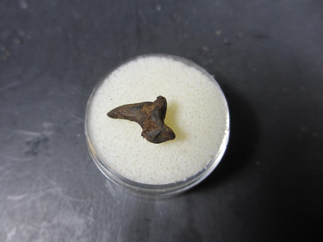 Stone Age Raptor Ice Age Raptor Talon, Maricopa Brea Tar Sands, 13,800 Yrs. Pleistocene ...