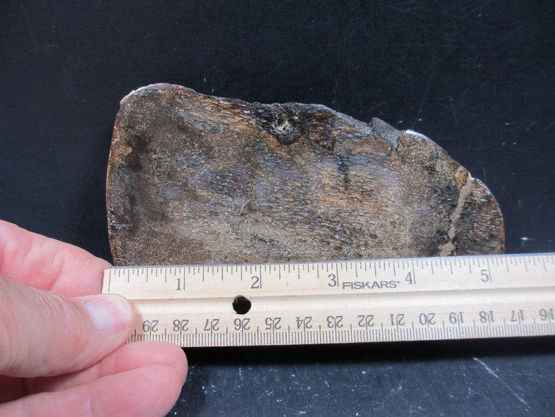 Fossil Bone, MIRROR POLISHED, Pliocene Age, Rio Del Formation, Humboldt ...