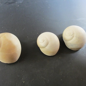 May include: Three smooth, off-white snail shells arranged in a row. Each shell features a distinct spiral pattern on its surface, with a rounded, globular shape. The shells are matte in texture and exhibit subtle variations in their light beige color.