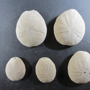 May include: Five off-white, rounded sea urchin fossils arranged in a group. Each specimen features a distinct, symmetrical five-petal flower-like pattern etched into its textured, calcified surface. The fossils vary in size and are positioned together.