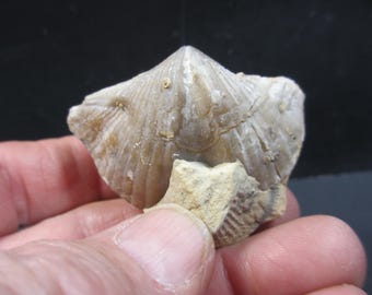 Spirifer brachiopoden, Platyrachella iowensis, luchtschuurmiddel gereinigd, Devoon, Cedar Valley Formation, Vinton Iowa