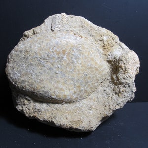 May include: A fossilized sea urchin embedded in a light brown rock. The urchin is round and has a textured surface with small, white bumps.