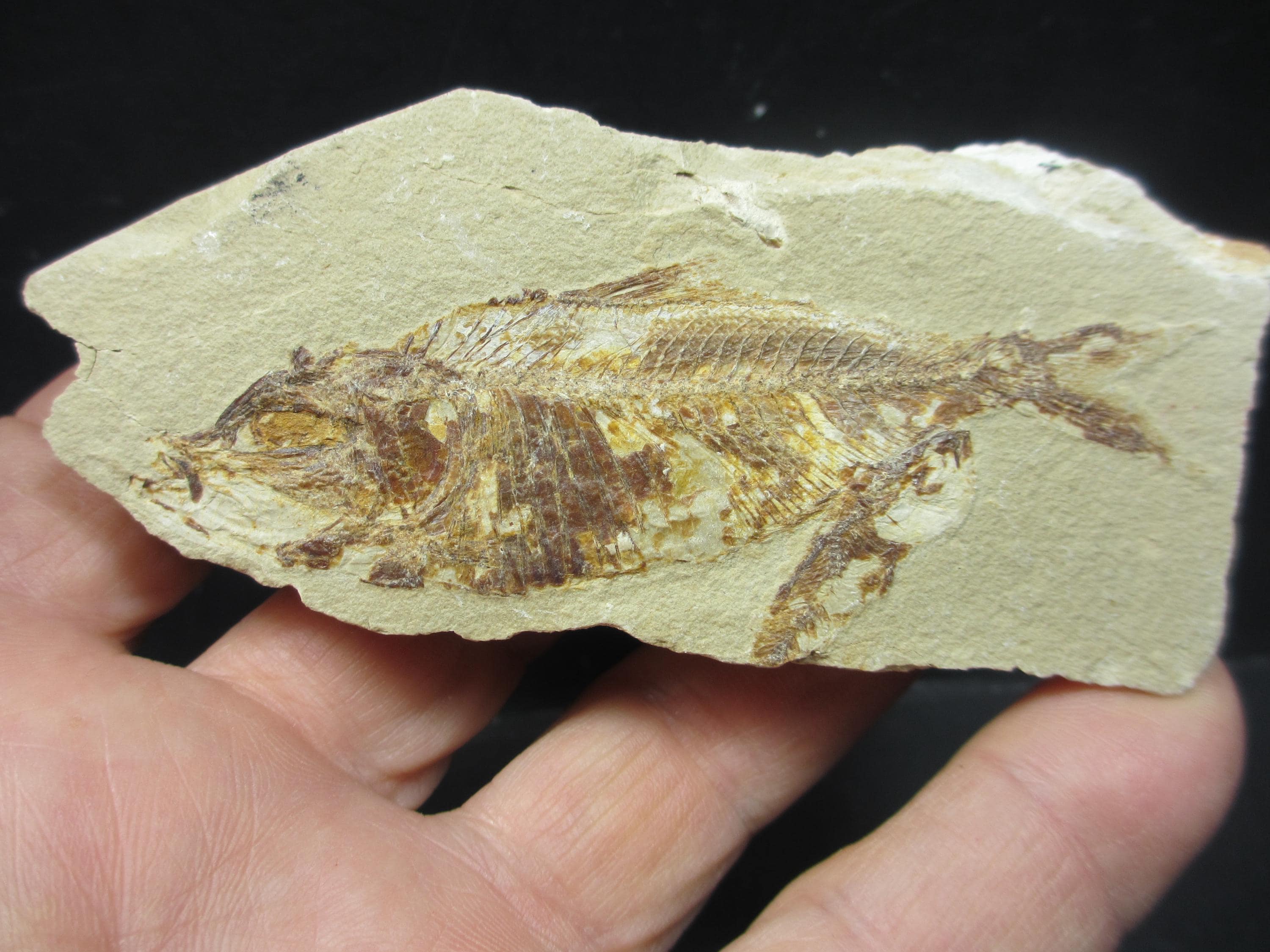 レバノン産の詳細な化石魚、アルミガトゥス・ブレヴィシムス、白亜紀の