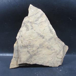 Puede incluir: Una roca de color marrón claro, de forma irregular, con un patrón de dendritas grises oscuras. La roca mide aproximadamente 25 cm de largo y 20 cm de ancho.