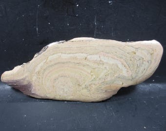 Stromatoliet, complete kolonie, precambrium, Australië, mesoproterozoïcum, spiegelglans, Baicalia, 1,2 miljard Ashburton-rivier