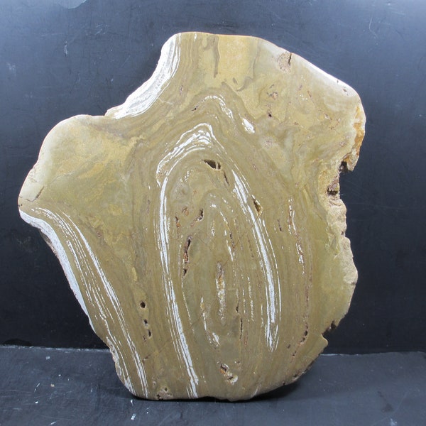 Stromatolite unique en œil de taureau, 495 millions, inhabituel avec des couches organo-phosphatées, formation d’Oneota, Wi.