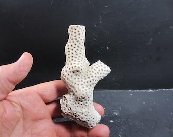 レバノン産の詳細な化石魚、アルミガトゥス・ブレヴィシムス、白亜紀の