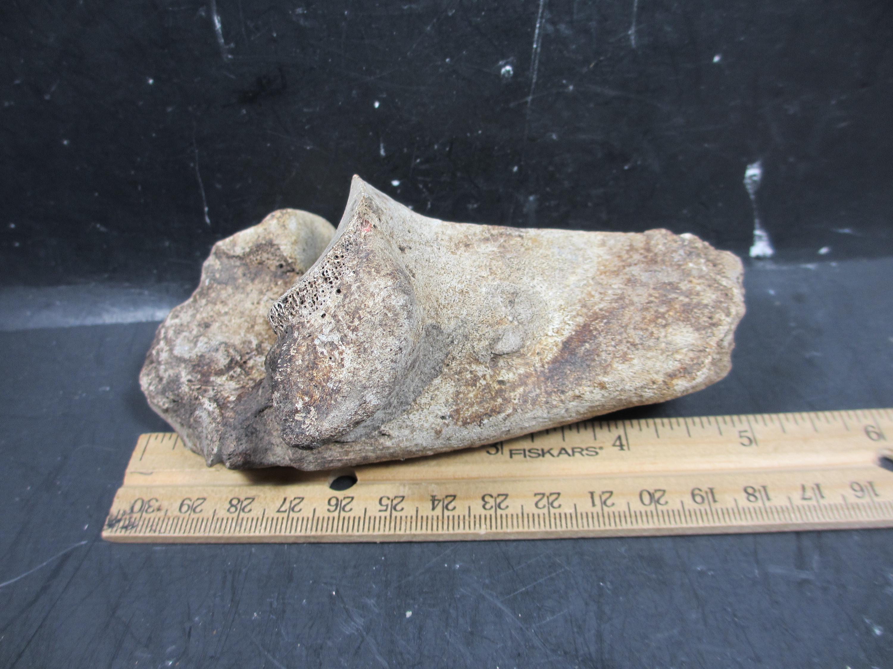 Occidental First Bone Spring Pleistocene Bison Calcaneum Bone, Complete, Bonner Springs, Kansas - Etsy