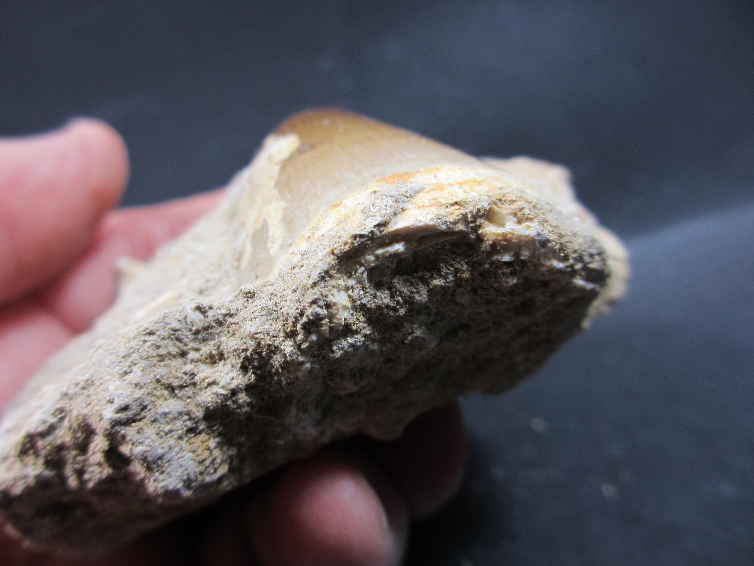 モササウルスの歯の化石、白亜紀モロッコ、天然マトリックス