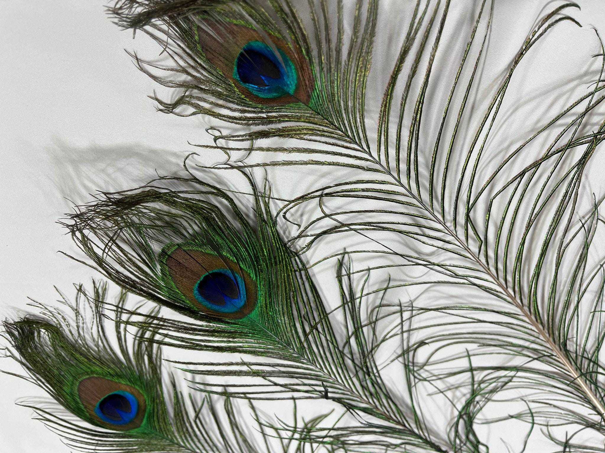 Peacock Feathers - (long) - Etsy