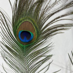 Peacock feathers - (Long)