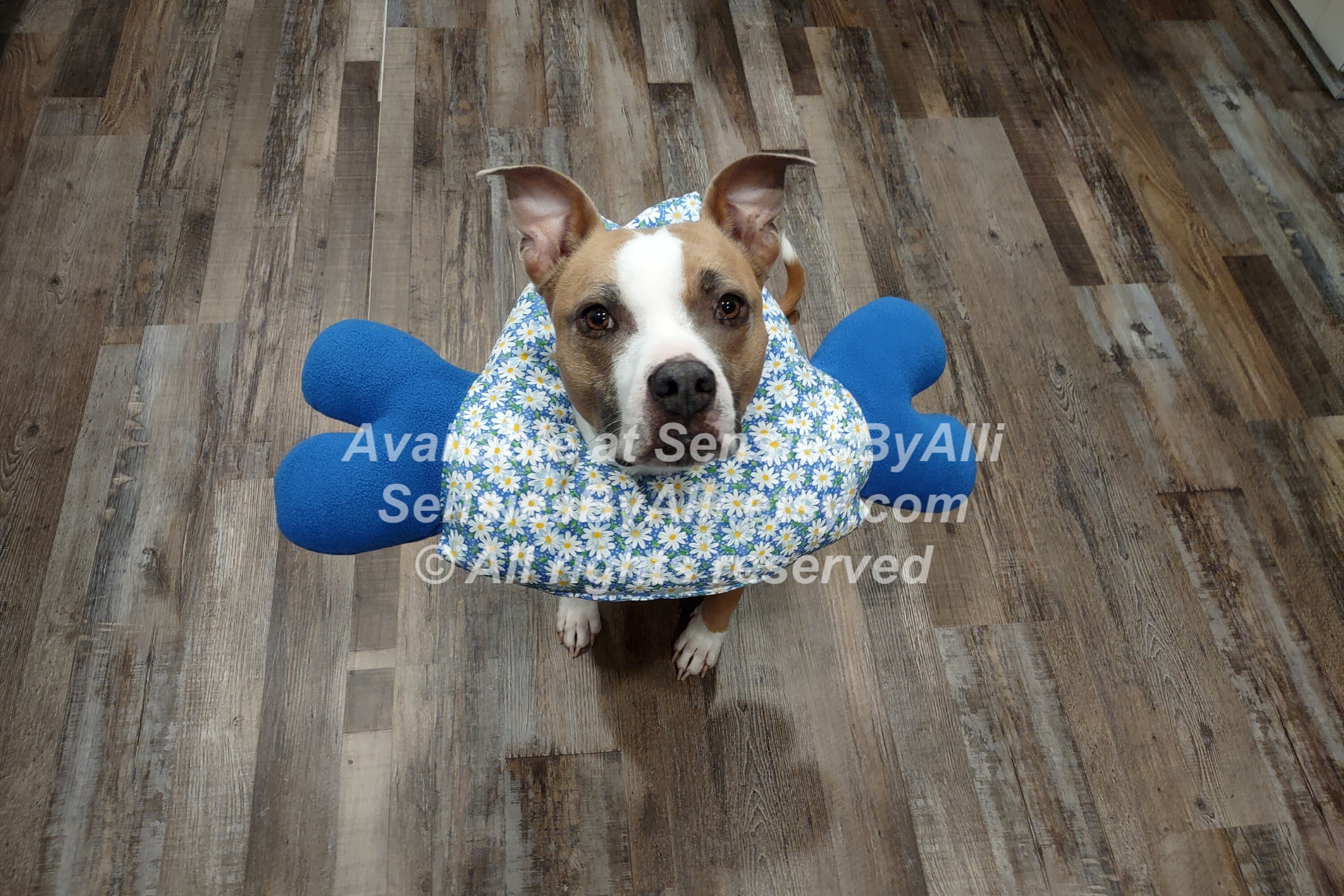 Noodle dog cheap collar