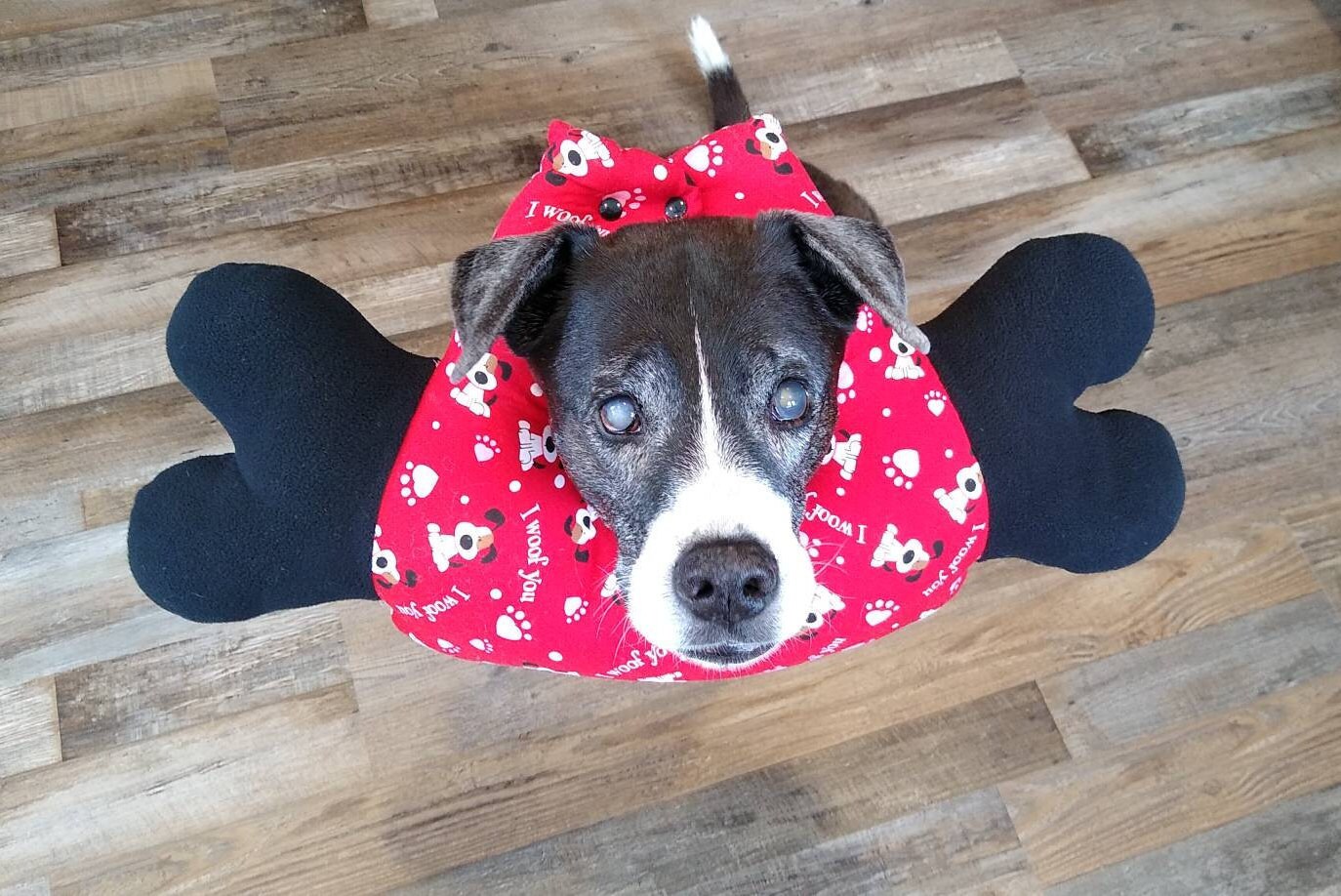 Bone of Shame Soft Dog E Collar Cone of Shame Dog E Collar Etsy