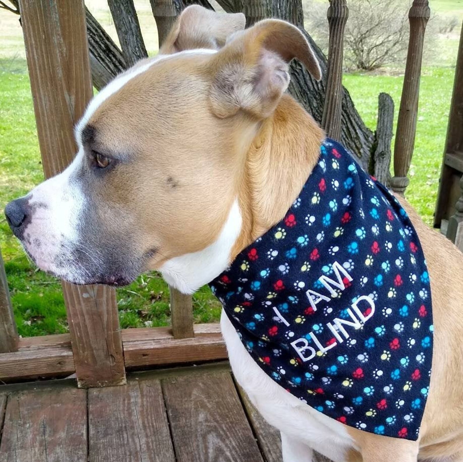 Blind Dog Blind Dog Bandana Paw Print Bandana Visual Etsy